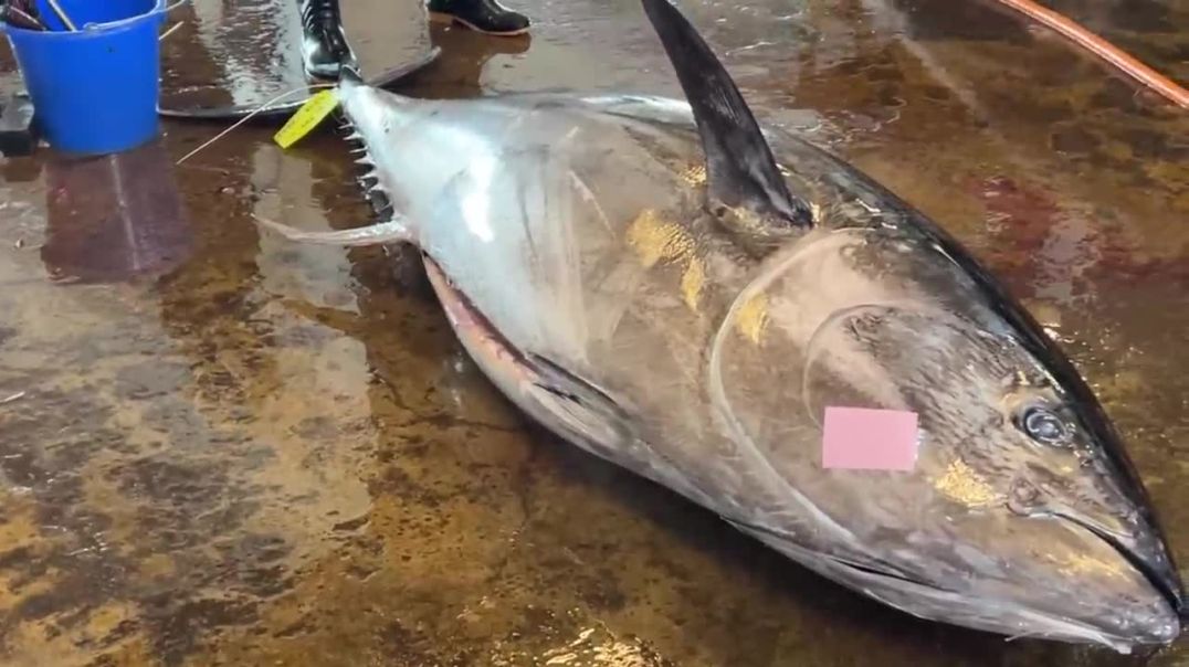 ⁣He_Fillets_a_473KG_Bluefin_Tuna_Cleaner_Than_Any_Machine_Ever_Could_#knifetechnique(720p)